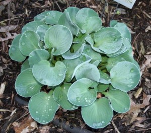 2008 ‘Blue Mouse Ears’